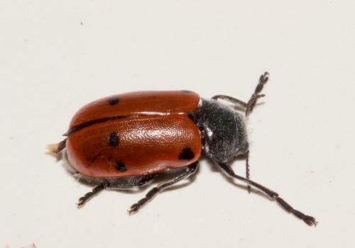 Réf. 234 531 : Lachnaia pubescens